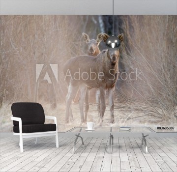 Picture of Two elks Watching